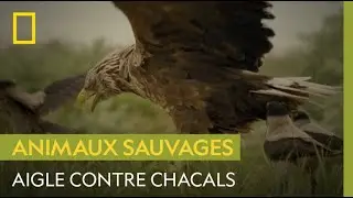 Un aigle &agrave; queue blanche convoite le butin d'un couple de chacals