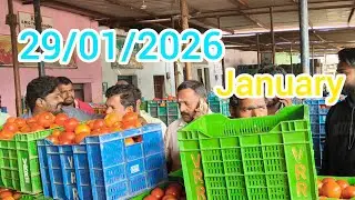 Top tomato price today plamaner vegetable market #live #tomato #action #palamaner 