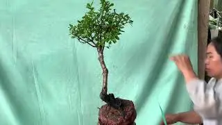 (₫&atilde;gl)g508....hồng đ&aacute; sống khỏe zalo 03999.33445