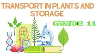 Biology lesson on Transport in Plants and Storage