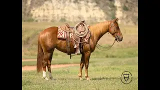 Whiskitty    2020 Sorrel mare consigned by Gabe and Reata Clark    1080WebShareName