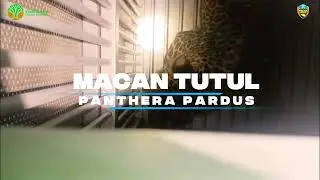 Penanganan Konflik Macan Tutul di Kutamandarakan Kab. Kuningan