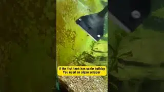 Best Algae Scraper #fishaquarium #plantedtank #fishtank