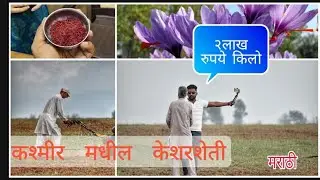 Saffron farm.Jammu to shrinagar by road.काश्मीर मधील केशरशेती...vlog no 3