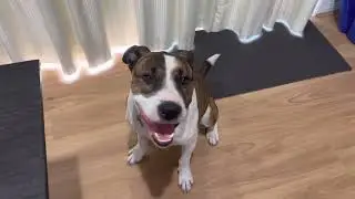 🐶 Vitapet Milky Sticks 🇹🇭 - Dog Snack Review Featuring Charlie the RSPCA Rescue Dog