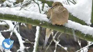 MOURNING DOVES in Winter | bird videos - BIRDWATCHING DOT CALM