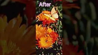 Flower photo editing with PicsArt app|| #shorts#youtubeshorts#