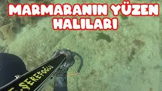 Marmaranın Halıları Bir Başka / Zıpkın İle Kalkan Avı / Kalkan Avları Bölüm 1