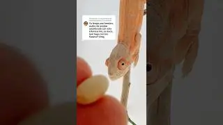 Que hago si mi camaleona pone huevos 🤔 #camale&oacute;n #reptiles #camaleones #chameleon #pets