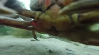 Crab Poses For Underwater Selfie After Finding Lost GoPro On Bottom of Ocean