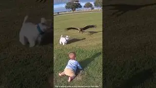 Dog save baby from eagle 🦅