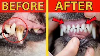 Dog Dental Care at Home: Nutritionist's Tips to Prevent Tooth Decay