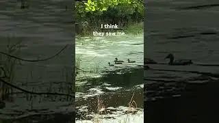On the &ldquo;run&rdquo; - Birchlight Energy #cuteanimals #birds #nature #funnyshorts #funnyanimals #meditation
