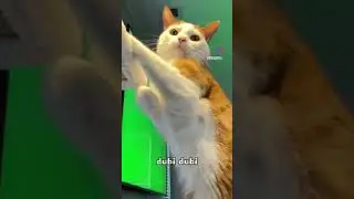 boom boom #cat #viral #trending just for fun