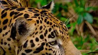 Autecology | Synecology | Ecology and its classes | Lecture 1