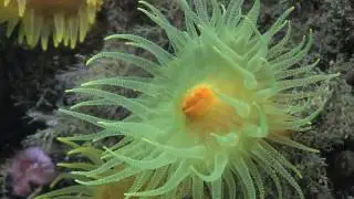 Close-up of a sunset cup coral with tentacles moving, British Channel Islands