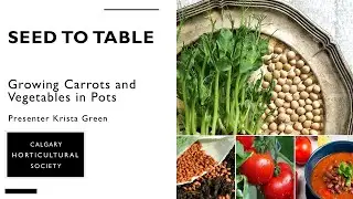 Seed to Table: Growing Carrots & Lettuce in Pots