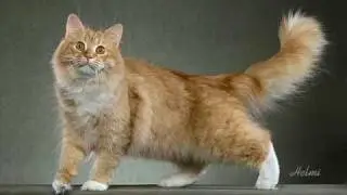 77 Cat Breeds in 4 and a half minutes - phew!