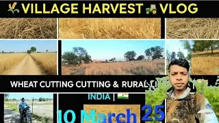 Gehu Ki Katai Start! 🌾 Village Harvest Vlog 2025 | Rural Life India 🚜#ytshorts #viral #funny #art