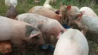 Mga alagang Biik at Manok.