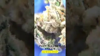 Purple Candy Strain by Grass Chief