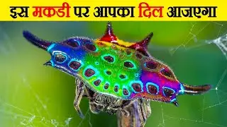 ऐसे रंगीन स्पाइडर्स नही देखे हेंगे | Most Beautiful and Colorful Spiders in the World