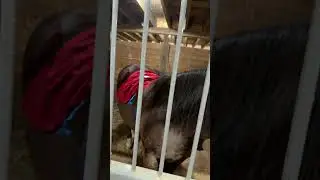Minnie Mouse Horse