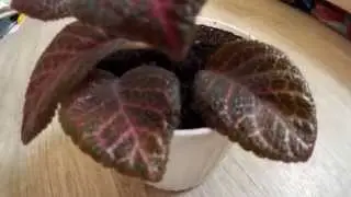 Эписция 