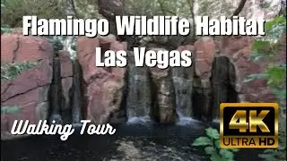 Peaceful Walk Through the Flamingo Wildlife Habitat | Las Vegas Hidden Gem 🦩🌴 | 2025