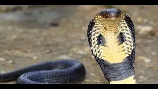 Snake Found In the Fields | Cobra snake in Village  | Rare Snake Video Winter
