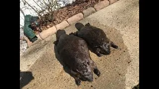 The Most Reliable Beaver Trapping Method for Landowners