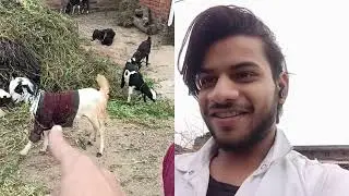 Mini dog vlog | 2026 | #minidoge #vlog #gaon 