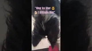 &ldquo;Ghar ka Sher 😎🐕 | Attitude Dog&rdquo;@Nayanasingh#short#minivideo#ytshort#mini vlog#