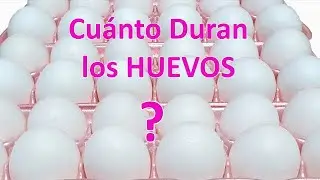 Cuánto Duran los Huevos? - Caducidad de los Huevos
