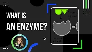 What are Enzymes and What do they Do?