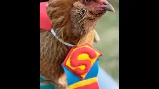 Super Cock Rooster loud Sound looking angry