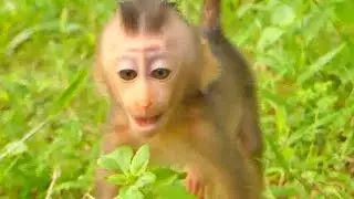 REX Baby Monkey Screaming Hungry | Pity Baby Hungry NO MILK MOTHER FEEDING | SR TECHNIQUE