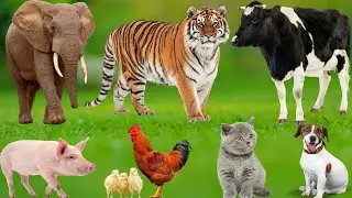 Explore Farm Animals: Cat, Cow, Dog, Chicken, Monkey, Duck, Pig, &ndash;mal Sounds
