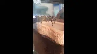 Chaco Golden Knee Tarantula Drinking Water