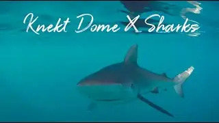 Mesmerizing Knekt Dome Montage Of Sandbar And Galapagos Sharks In Hawaii