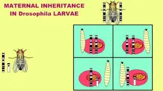 MATERNAL INHERITANCE