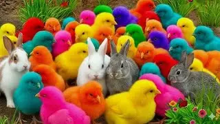 Tangkap Ayam Lucu, ayam warna warni, ayam rainbow, kelinci lucu, bebek lucu, ikan koi, Hewan Lucu
