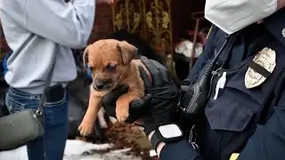 61 Dogs, 3 Cats Rescued From Hoarding House In Michigan