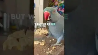 🦜#lifeshortvideo #shorts #positiveshorts #ugotit #bestrong #petshorts #neveralone #nevergiveup
