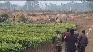 1 January 2026 !!#assam #animals #virelvideo 
