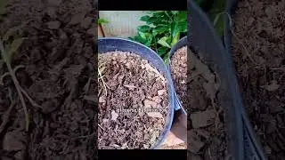 Auto gelato (LST)low stress training week 2 veg #gelato #shorts