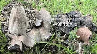 두엄먹물버섯 Coprinopsis atramentaria 밭이나 숲의 두엄 위에 나타나는 두엄흙물버섯 Shaggy Ink Cap 두엄가루눈물버섯 어릴 때는 식용한다