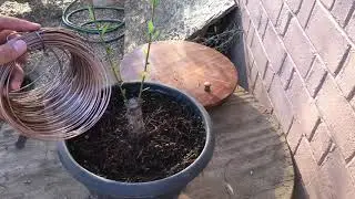 my chinese elm broom-style Bonsai project!
