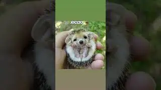 ANIMALI CHE NON HAI MAI VISTO DA CUCCIOLI !! 