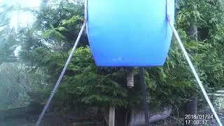 Rat proof pheasant feeder being tested